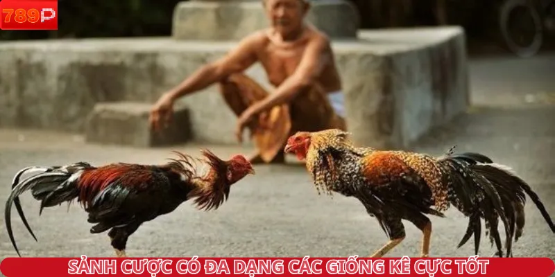 Sảnh cược có đa dạng các giống kê cực tốt