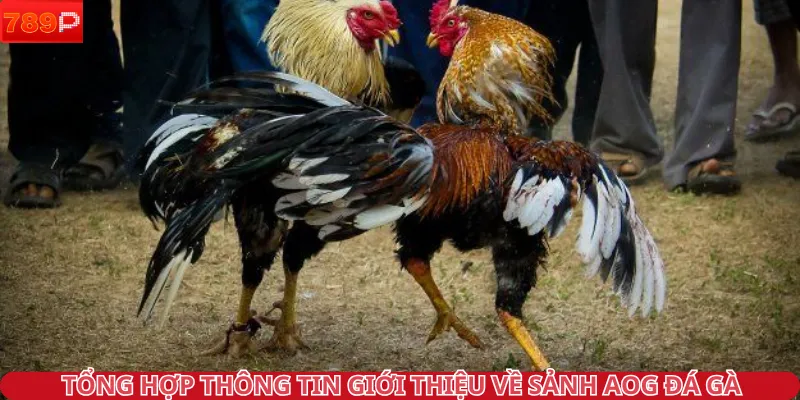 Tổng hợp thông tin giới thiệu về sảnh AOG đá gà